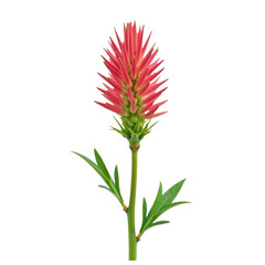 Fototapeta premium A single pink flower with green leaves sits on a clean white background, perfect for use in beauty or still life photography