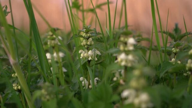 White Dead-Nettle Flowers in Grass at Sunset