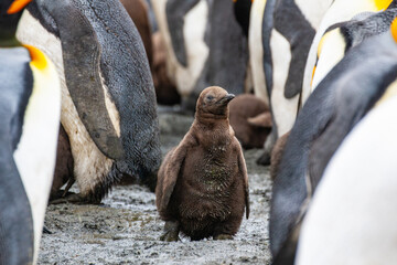 king penguin chick © Amalia Goodall