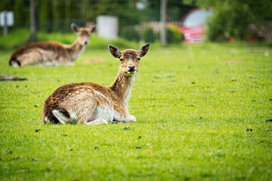 Resting Deer