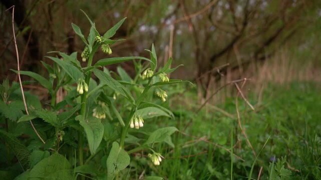 Common Comfrey Flowers Blooming in Meadow at Twilight