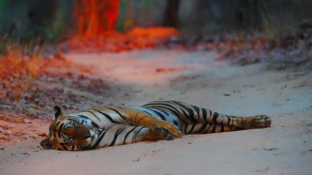 Resting tiger sprawled in shade, powerful body relaxed, eyes half-closed&mdash;a lethal predator at tranquil rest