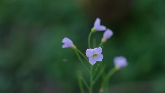 Common Comfrey Flowers Blooming in Meadow at Twilight