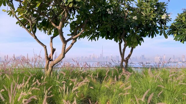 Early morning view of Dubai Downtown cityline and Dubai Creek Canal. Green Dubai. Fresh green grass, trees and flying birds