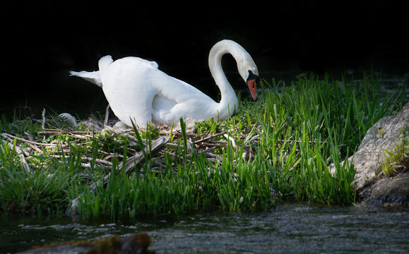 A white mute swan settles down on its nest to incubate the eggs.
