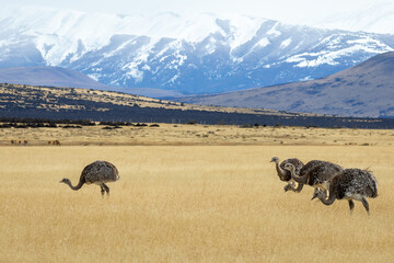 Fototapeta premium A group of lesser rheas at Torrea del Paine national Park, Chile