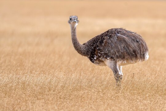 Lesser thea in the wild Patagonia 