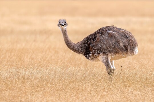 An smiling Lesser rhea in the wild