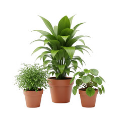 Fototapeta premium Three potted houseplants featuring snake plant, pothos, and spider plant. isolated on transparent background