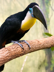 Naklejka premium Oiseau tropical