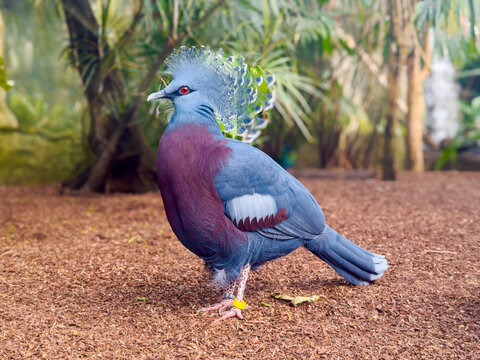 Oiseau bleu