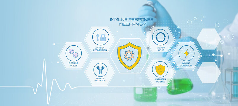 Illustrative depiction of the immune response mechanism highlighting key components like B cells T cells antibody production and pathogen defense