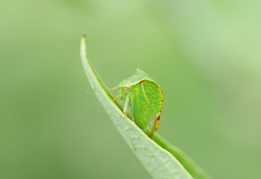 Bright green buffalo treehopper Stictocephala bisonia perches on leaf tip