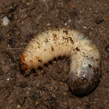 Close-up of a white beetle grub larva in soil, detailed macro view of an underground insect in its natural habitat