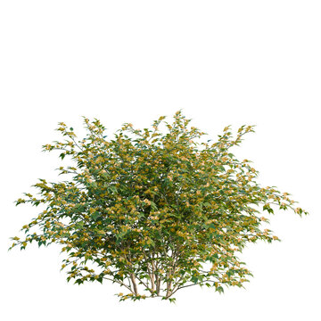 Kerria japonica tree, elevation, front view, cutout, transparent background, isolate, Delicate Cherry Blossom Branch with Soft Pink Flowers on a Spring Day, PNG