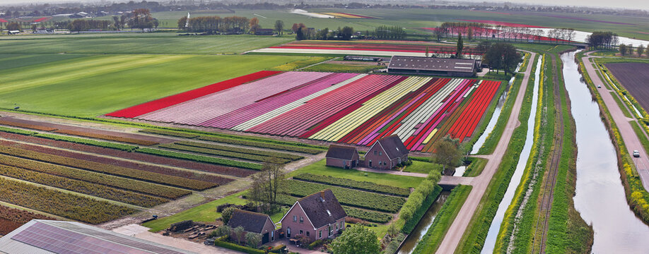 Aerial view of vibrant tulip fields in bloom at a bend of the Hoorn-Medemblik steam train tracks near the A7 motorway in Abbekerk, North Holland, Netherlands.