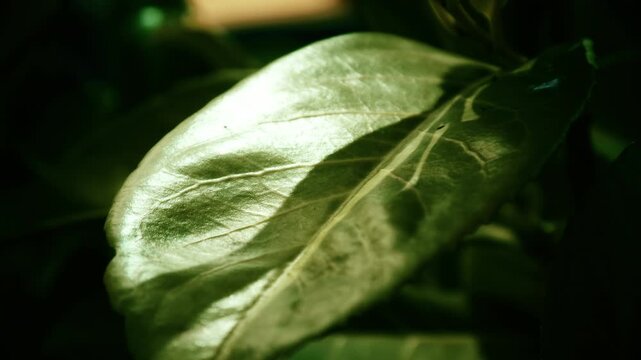 Macro close up leaf in slow motion stock footage