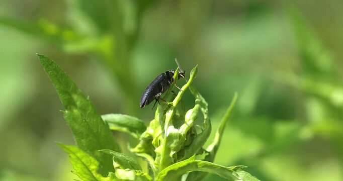 Macro - Click beetle on a flower.