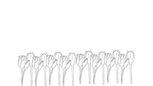 Tulips arranged in a single continuous line style across the bottom border provide a clean and professional graphic element for spring season promotions and floral themed layouts.
