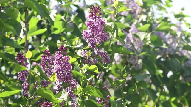 Lilac flowers blossom background - Branch with purple petals blooming and swaying in the wind - Spring nature.