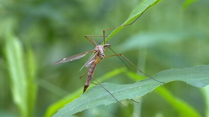 Macro - Crane fly on a leaf © Ambient_Nature