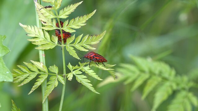 Macro - Red and black bugs on a leaf.