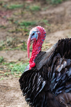Closeup Profile Portrait of a Male Domestic Turkey on a Farm on outdoor ground.