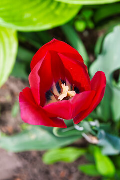 Top View of an Open Red Tulip Flower Showing Stamens and Pistil surrounded by green foliage.