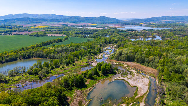Panoramic aerial drone view of the Nysa Klodzka river bends near Kamieniec Zabkowicki, riverbed with shallows, numerous ponds and lakes surrounded by lush forest, agricultural fields with yellow rapes