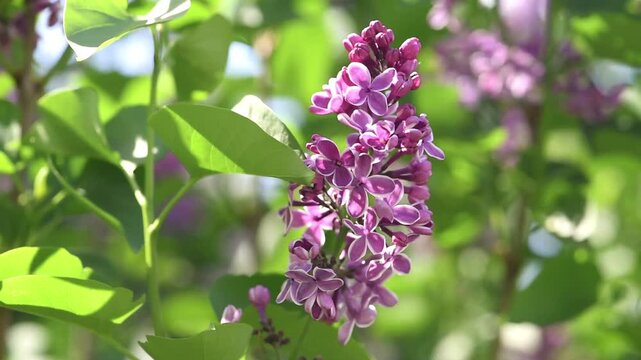Lilac flowers blossom background - Branch with purple petals blooming and swaying in the wind - Spring nature close up.