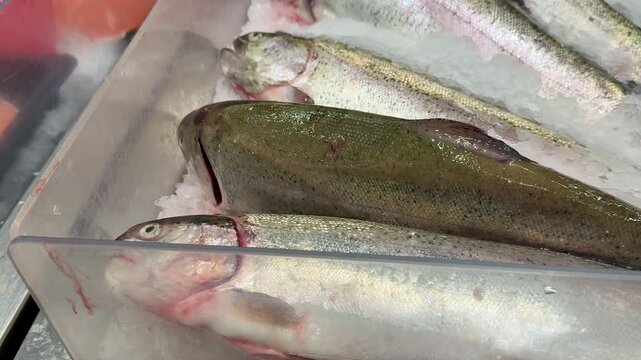 Raw whole rainbow trout with a head, chilled on shallow ice at the seafood market. An open shelf at the fish market. Close-up