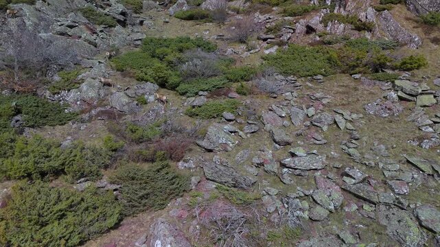 Pyrenean chamois (Rupicapra pyrenaica) in the Aguas Tuertas Valley in the Western Valleys Natural Park. The Jacetania region. Huesca. Aragon. Spain. Europe.