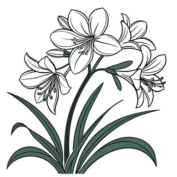 clivia with leaves