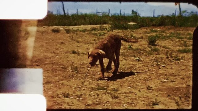 Country Dog Puppy Farm 1960s 8mm Home Video