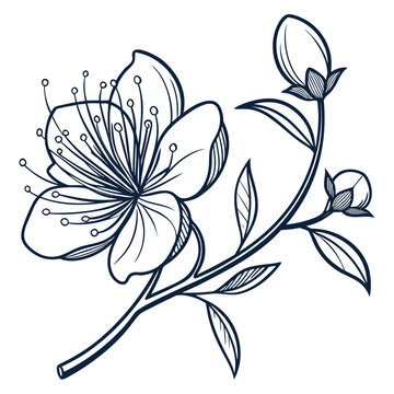 caper flower vector