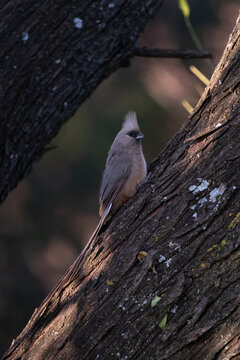 Grey mousebird perching on a tree trunk