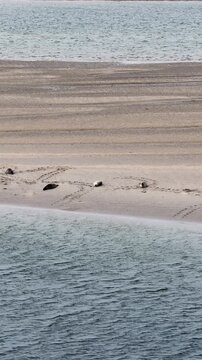 Seals resting in Gweebarra bay by Portnoo - County Donegal, Ireland