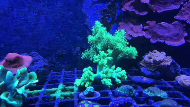 Blue Paracanthurus hepatus surgeonfish swimming beside glowing Acropora coral colonies in tropical Indo Pacific reef aquarium habitat underwater. Exotic marine wildlife scene with colorful saltwater e