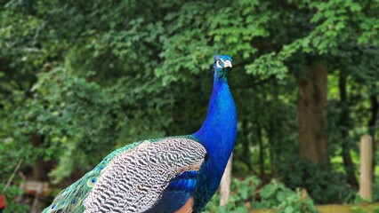 Obraz premium The Indian peafowl or Pavo cristatus, also known as the common peafowl or blue peafowl.