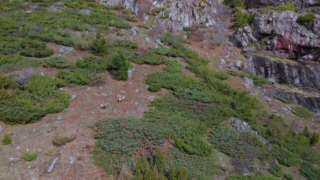 Pyrenean chamois (Rupicapra pyrenaica) in the Aguas Tuertas Valley in the Western Valleys Natural Park. The Jacetania region. Huesca. Aragon. Spain. Europe.