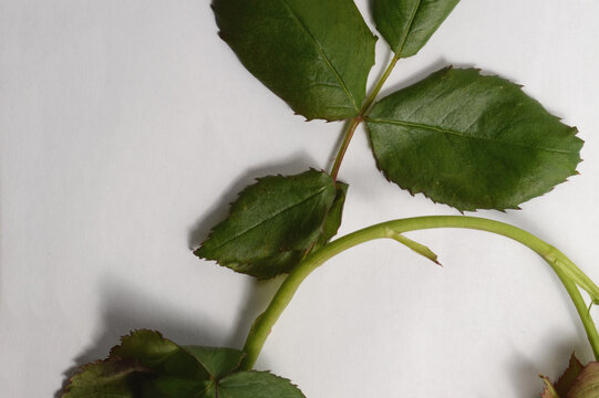 Rose stem and leaves flat lay with clean copy space