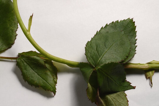 Floral rose branch composition on white background with copy space