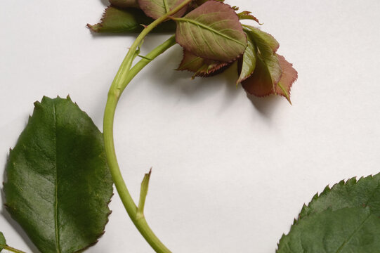 Botanical rose branch on white background with copy space