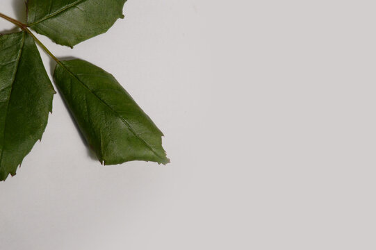 Rose stem and leaves flat lay with clean copy space