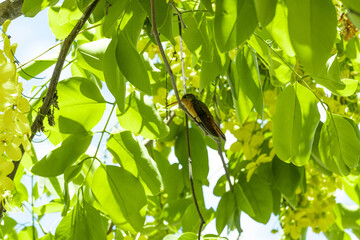 colibri © Manuel González