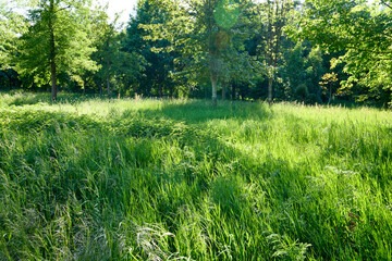 Scenic summer landscape featuring a wild green grass meadow surrounded by lush forest trees under bright morning sunlight, abstract nature background. © beautiful-photo.de