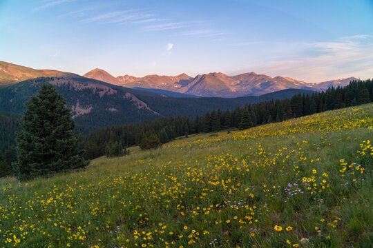 Alpenglow morning sunrise Summer wildflowers super bloom Breckenridge Ski Resort Boreas Pass Rocky Mountains Colorado summertime clouds yellow meadow alpine sunflower Indian paintbrush hillside trees