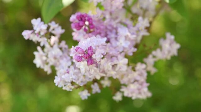 Lilac flowers blossom close-up - Branch with purple petals blooming and swaying in the wind - Spring macro nature.