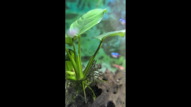 Colorful fish swim in a bright aquarium with lush green plants	