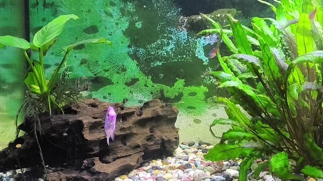 Colorful fish swim in a bright aquarium with lush green plants	